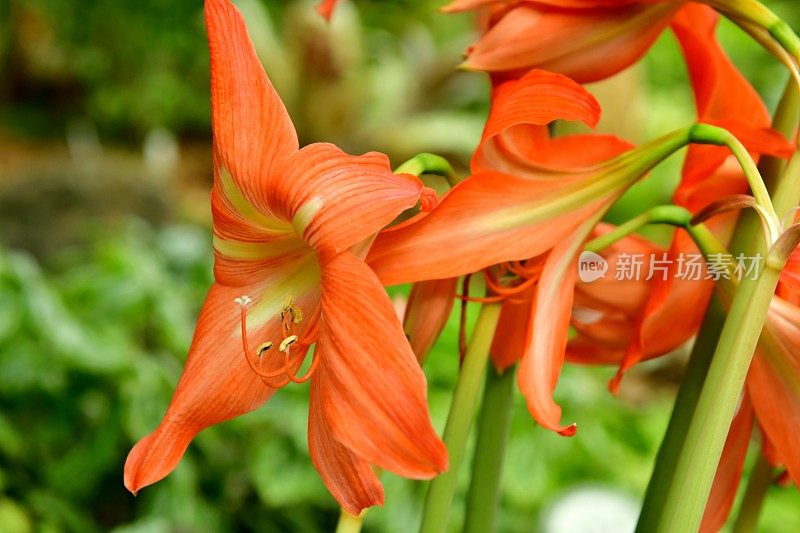 Hippeastrum /孤挺花